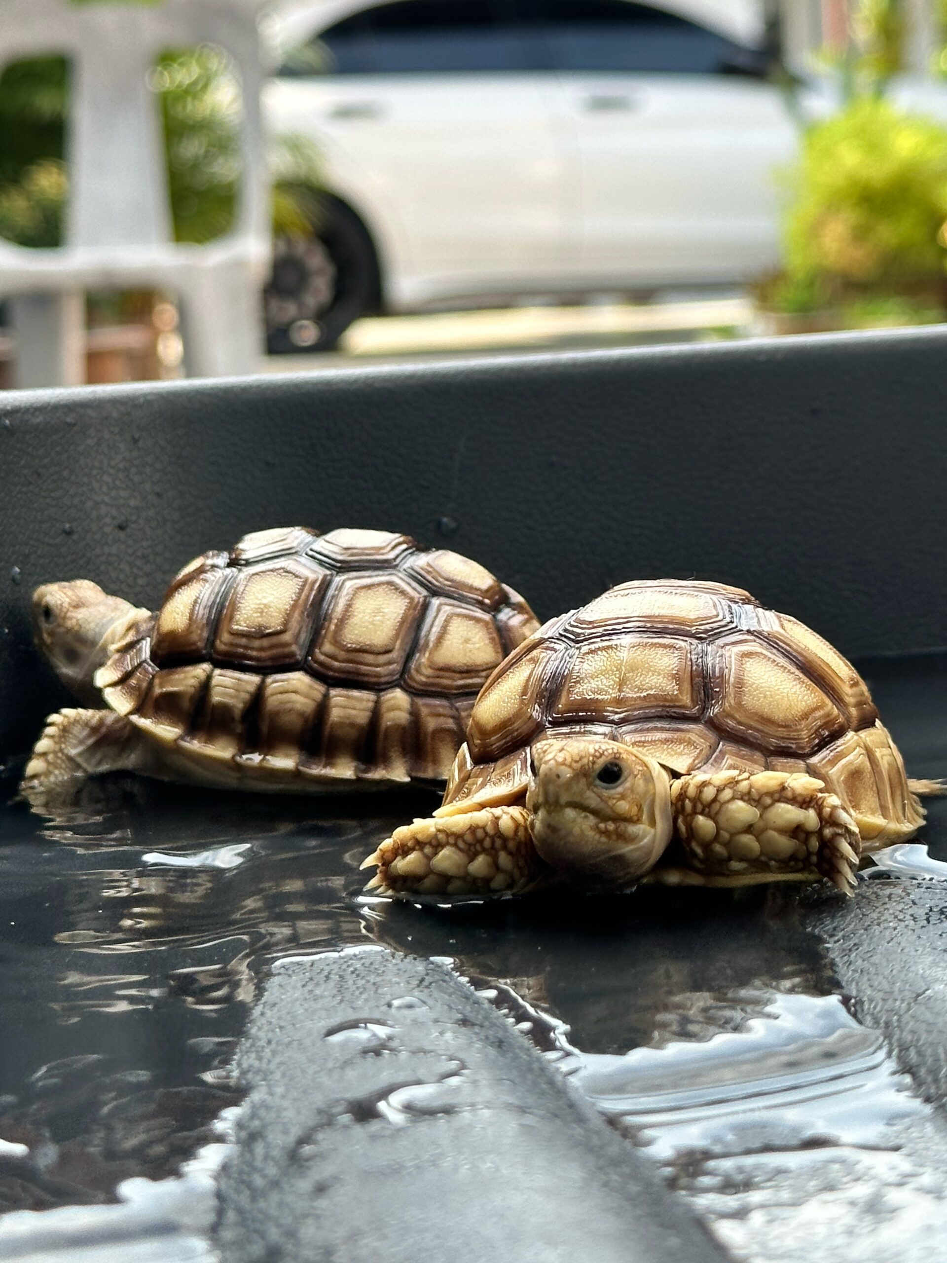 Persediaan Untuk Mandikan Baby Sulcata