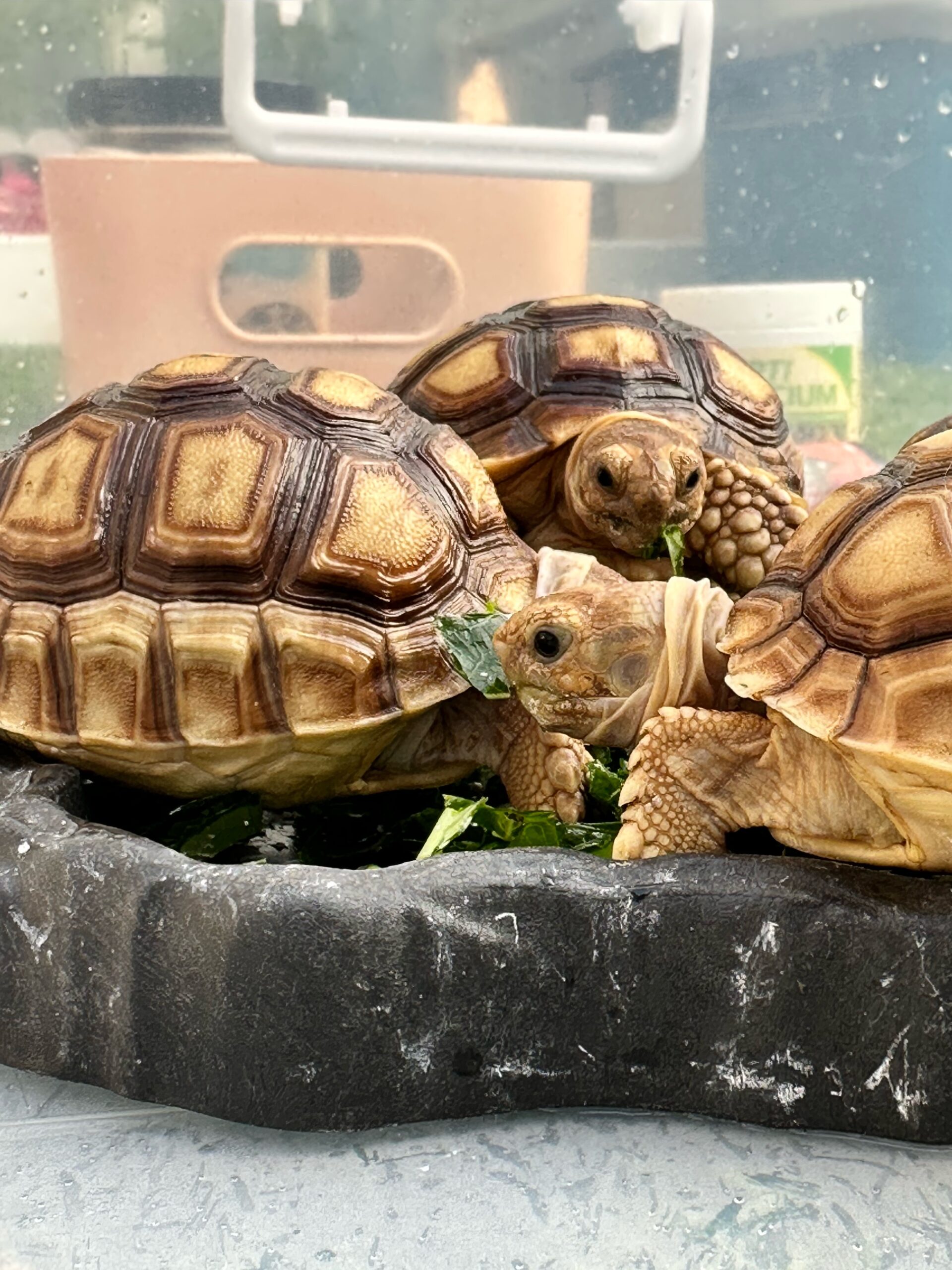 Pertama Kali Bagi Baby Sulcata Makan