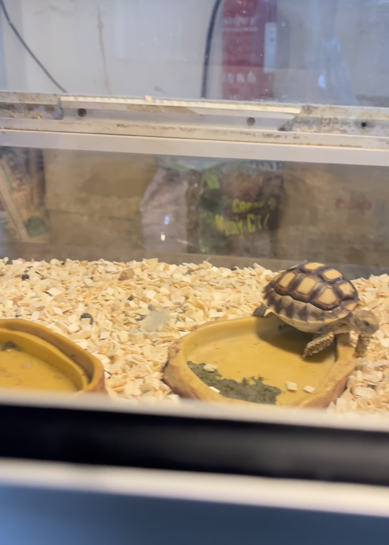 Jadi Beli Baby Sulcata