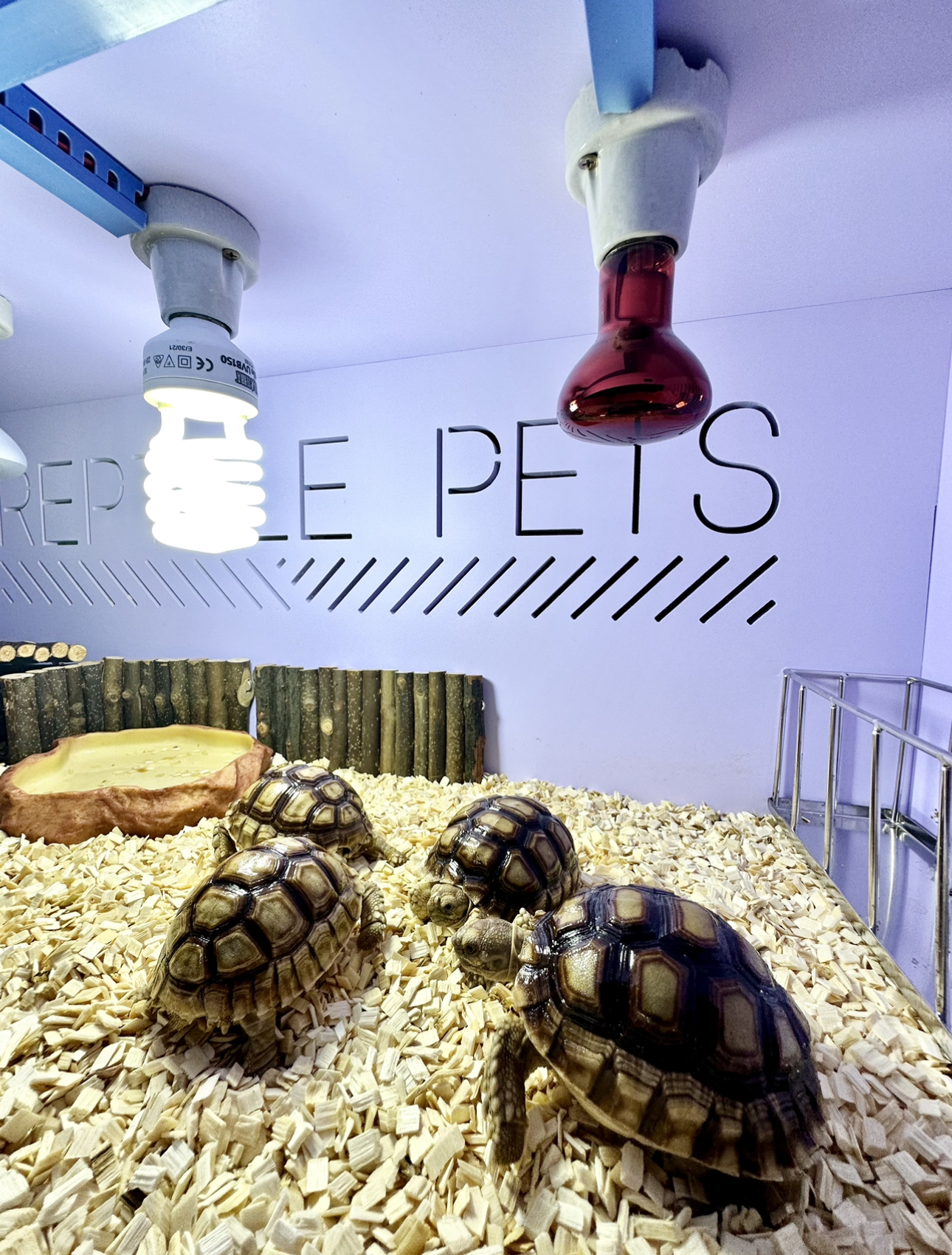 Perlu Ke Alas Untuk Rumah Sulcata?