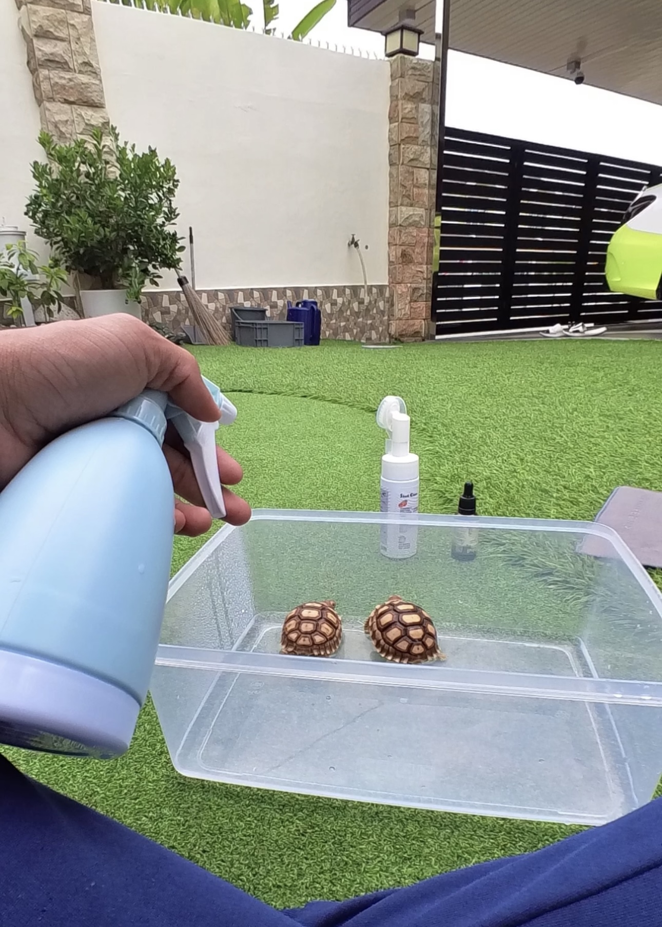 Pengalaman Pertama Kali Mandikan Baby Sulcata