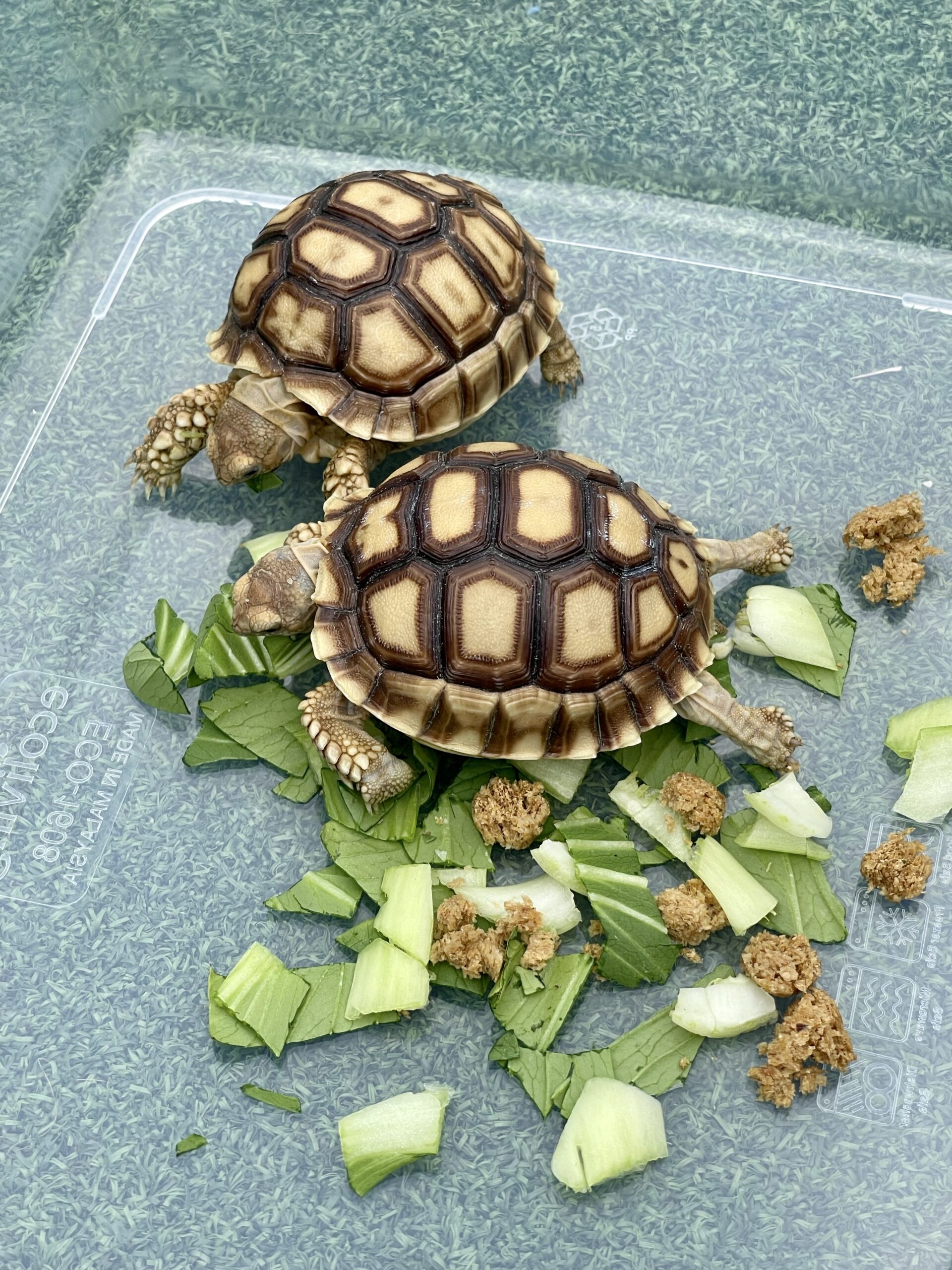 Hari Pertama Baby Sulcata Di Rumah