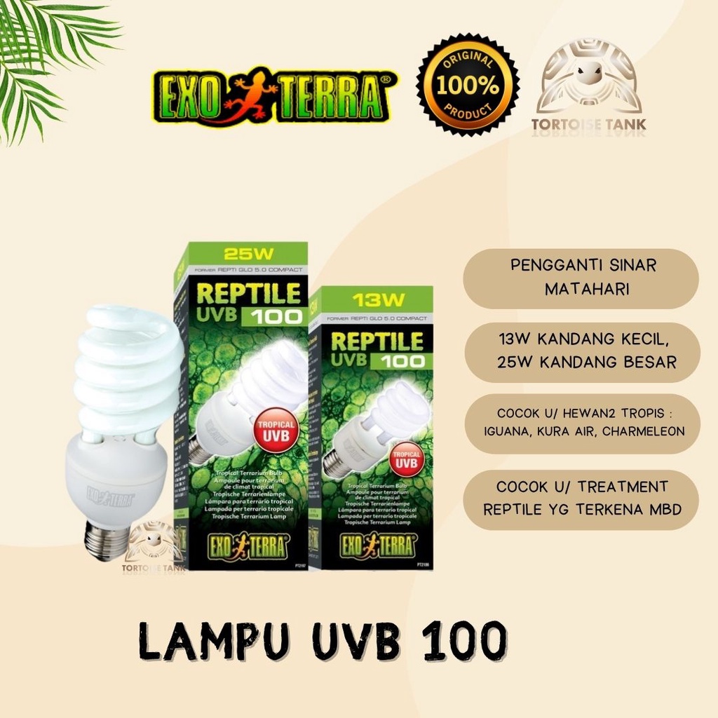 Beli Lampu Untuk Sulcata