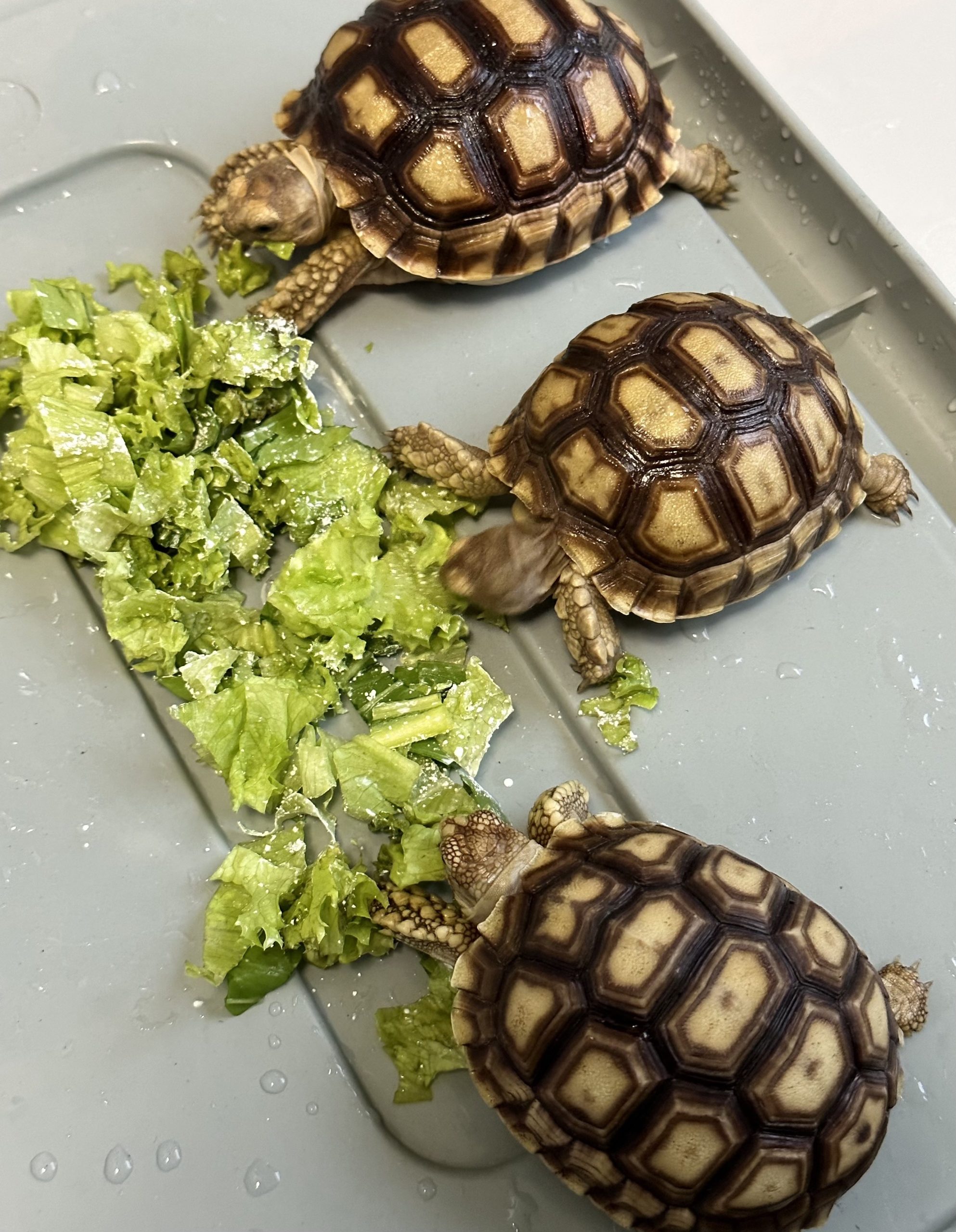 Sehari Berapa Kali Baby Sulcata Boleh Makan?